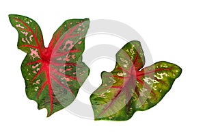 Fresh Caladium or Angel Wings or Heart of Jesus ornamental plant leaf