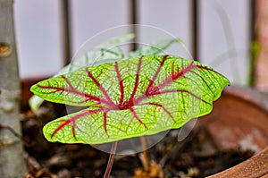 Fresh Caladium bicolor