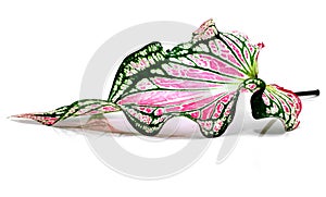 Caladium bicolor isolated on white background