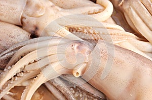 fresh calamary