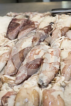 Fresh calamary