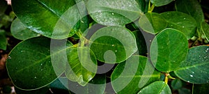 Fresh and calming look of green elipse or oval shaped leaves of Ficus malacocarpa photo