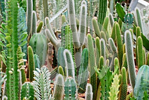 Fresh Candelabra Cactus plant at cactus farm or call Euphorbia lactea compacta , Green nature  Houseplant gardening backdrop and b