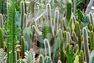 Fresh Candelabra Cactus plant at cactus farm or call Euphorbia lactea compacta , Green nature  Houseplant gardening backdrop and b