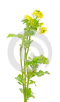 Fresh canola flowers