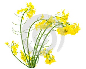 Fresh canola flowers