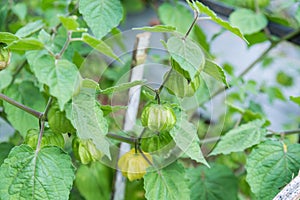 fresh cape gooseberry in garden