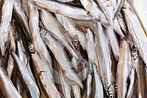 Fresh capelin fish close up. Small sea fish.