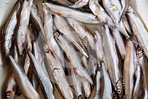 Fresh capelin fish close up. Small sea fish