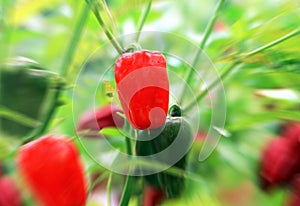 Fresh capsicum chili on tree