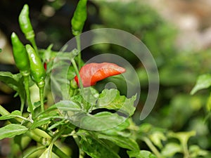 A fresh capsicum frutescens before harvested