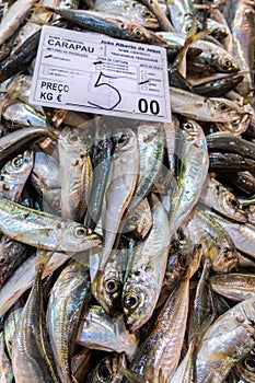 Fresh carapau or horse mackeral in fish market, Algarve