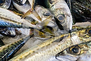 Fresh carapau or horse mackerel in fish market, Algarve, Portugal