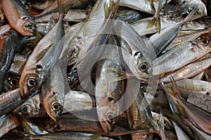 Fresh carapau or horse mackerel in fish market, Algarve, Portugal