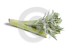 Fresh cardoon photo