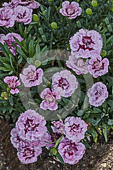 Fresh carnation flower with mix color of rose, red and white bloom, gentile and fragrant, district Drujba