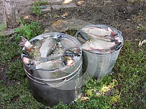 Fresh carp fish catch in metal buckets at countryside. Close up view