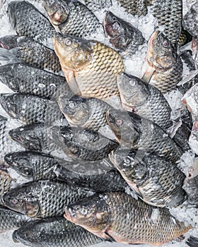 Fresh carp fish on ice for sale, close-up