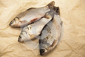 A fresh carp live fish lying on a on paper background . Live fish crucian Carassius auratus gibelio photo