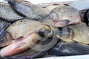 Fresh carp for sale for St. Nicholas Day. Carp fishes