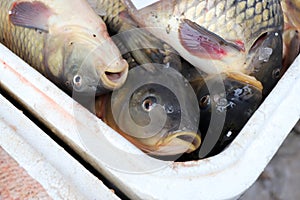 Fresh carp for sale for St. Nicholas Day. Carp fishes