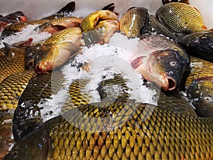 Fresh carps captured on ice