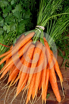 Fresh Carrot