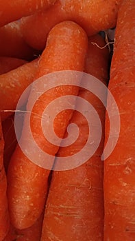 Fresh Carrot
