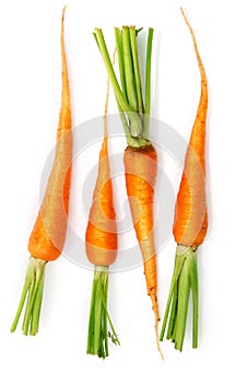 Fresh carrot fruits with green leaves