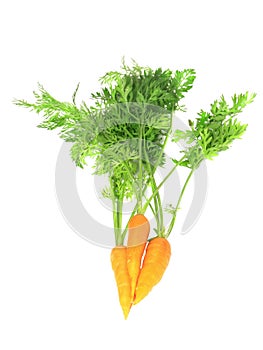 Fresh carrot with green branch . .