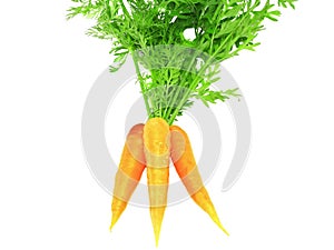 Fresh carrot with green branch .