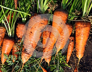 Fresh carrot harvest