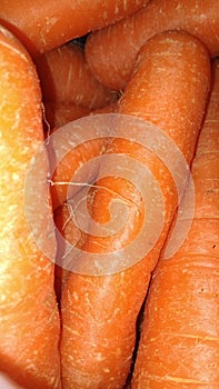 Carrot