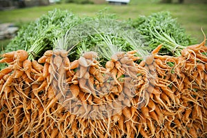 Fresh carrot in organic farm