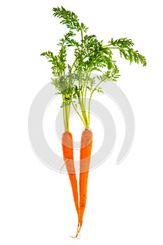 Fresh carrot rotts with green leaves isolated on white