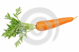 Fresh Carrot on White Background