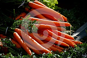 Fresh carrots