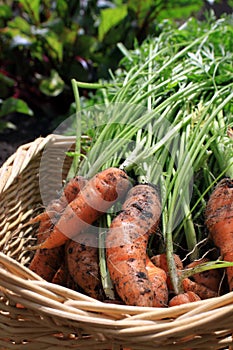 Fresh Carrots