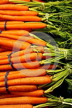 Fresh Carrots