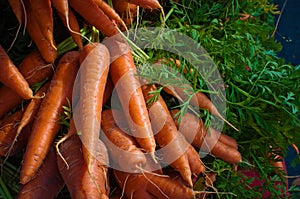 Fresh Carrots