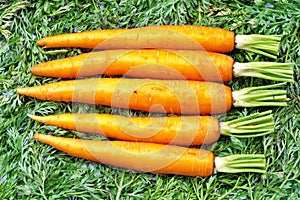 Fresh carrots photo