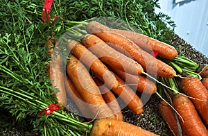 Fresh Carrots