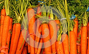 Fresh carrots