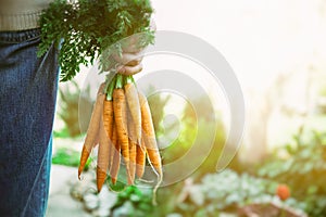 Fresh carrots