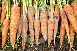 Fresh carrots