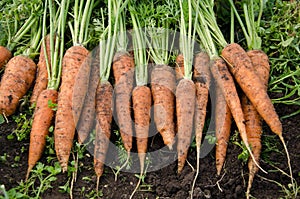 Fresh carrots