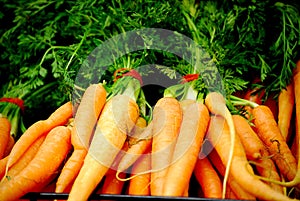 Fresh carrots