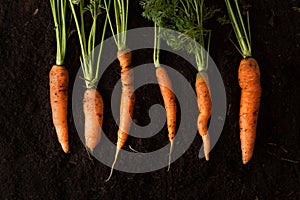 Fresh carrots on dark soil background texture