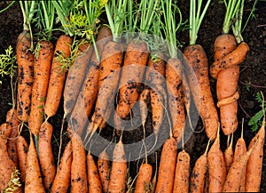 Fresh carrots are dug out and laid out in even rows in the garden
