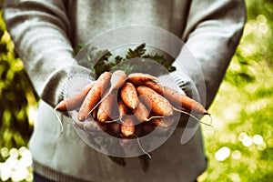 Fresh carrots in farmers hands